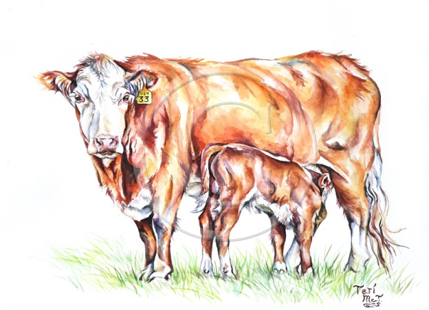 Herd_Matriarch_copyright_-_Copy