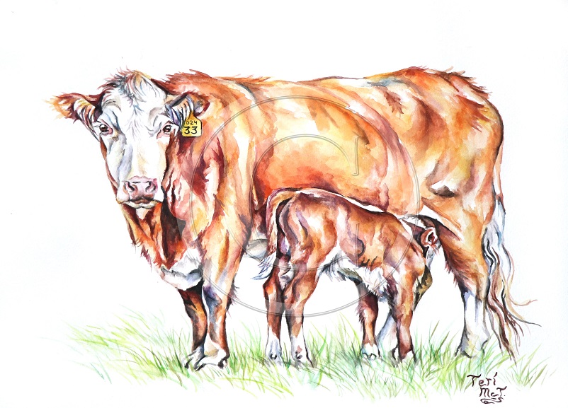 Herd_Matriarch_copyright_-_Copy Herd_Matriarch_copyright_-_Copy